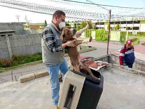 Rescata Propaem 19 perritos y 10 aves en Toluca y Tlalnepantla, víctimas de maltrato animal